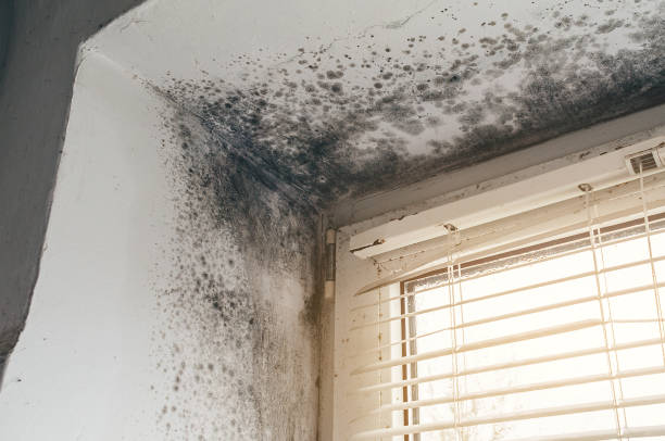 Trusted Black Mold Removal service in Margarettsville, NC - Cheap Mold Removal